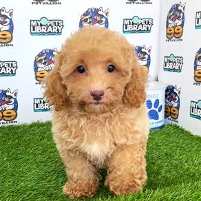 Puppyfind hot sale toy poodle