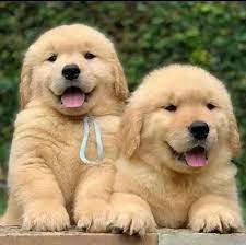 Golden retriever puppies for sale in my hot sale area