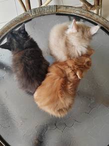 Harga kucing best sale domestic long hair