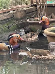 Found 4 results for mandarin duck All Pets Supplies for sale in