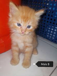 Kittens for sale store mudah