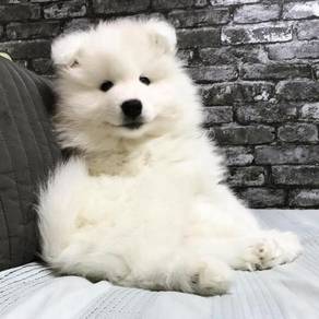 Malaysia Top 1 Best Quality Samoyed