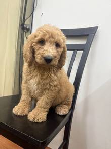 Best Quality giant Poodle new batch