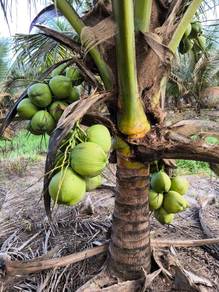10 acres Coconut Farm,Second Layer,FH,Camping,Layang Layang