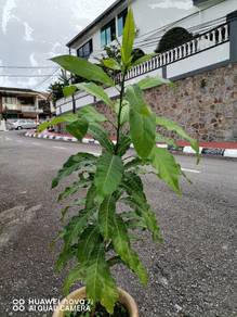 Avocado Tree / Plant
