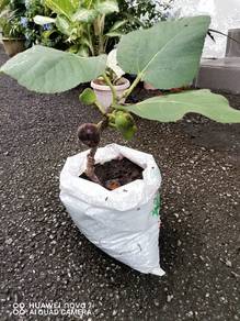 Fig Tree- Pot Plant