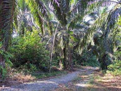 Agricultural-Land-for-sale-Kuala-Kangsar-Perak