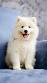 Special offer Best Quality samoyed 2month