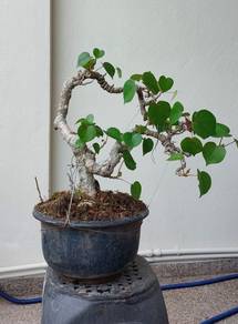 Bonsai Sea Hibiscus/Bebaru