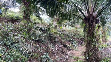 Agricultural-Land-for-sale-Rasa-Selangor