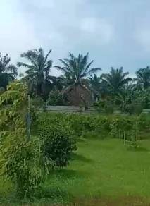 Durian Farm Kluang  Johor