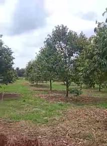 Durian Farm Kluang  Johor