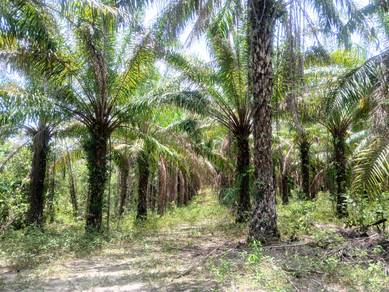 Agricultural-Land-for-sale-Kuala-Ketil-Kedah