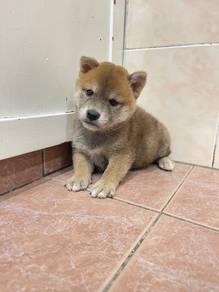 Shiba inu mka and microchip