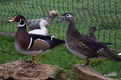 Found 4 results for mandarin duck All Pets Supplies for sale in