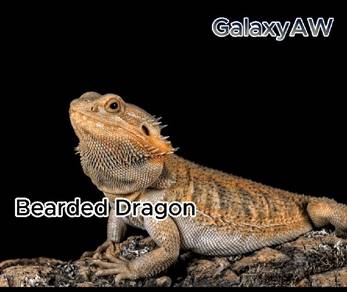 Found 24 results for bearded dragon All Pets Supplies in