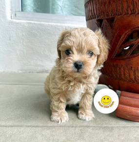 Found 1031 results for maltipoo All Pets Supplies in Malaysia