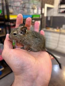 Baby Degu