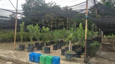 Pinang Tunggal Agricultural  Land
