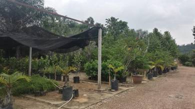 Pinang Tunggal Agricultural  Land