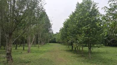 Pinang Tunggal Agricultural  Land