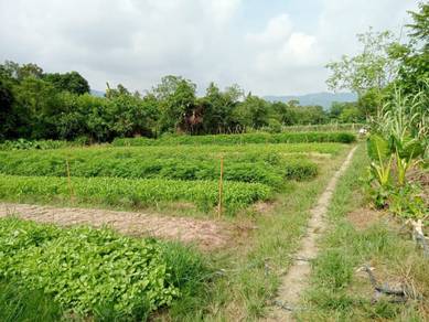 Agricultural-Land-for-sale-Balik-Pulau-Penang
