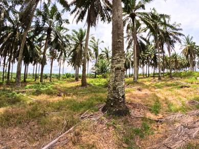 Kluang Johor Freehold Agriculture 3+3 Acre Beside Main Road Slope Land
