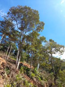 10 Acres Durian Farm For Sale in Broga