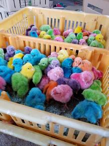 Anak Ayam Daging Broiler Warna Warni