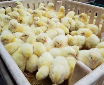 Anak Ayam Daging Broiler