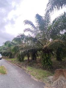 Tanah Sawit Tebuk Berihun Sabak Bernam