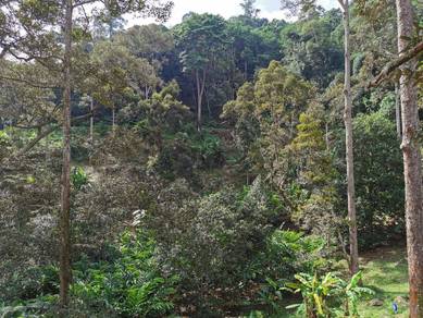 Agricultural-Land-for-sale-Balik-Pulau-Penang