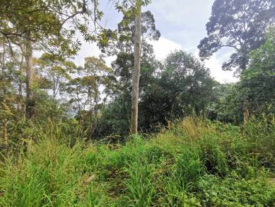 Agricultural-Land-for-sale-Balik-Pulau-Penang