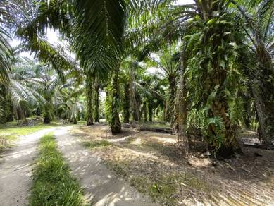 Agricultural-Land-for-sale-Johol-Negeri-Sembilan