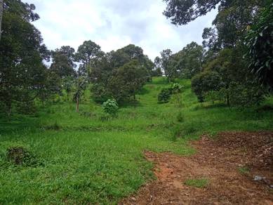 10 Acres Durian Farm For Sale at Broga