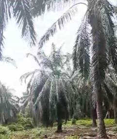 Tanah Pertanian 1.62 Ekar Kelapa Sawit di Umbai Jasin Melaka