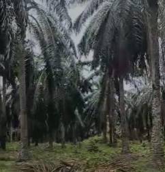 Tanah Pertanian 1.62 Ekar Kelapa Sawit di Umbai Jasin Melaka