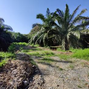 Freehold Agriculture Land with Road Access Bekenu Miri