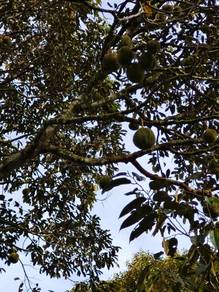 Agricultural-Land-for-sale-Ulu-Bernam-Selangor