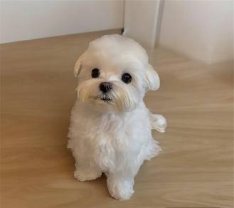 Maltese mka parent imported