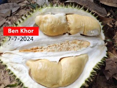 4.7 Acres | Old Trees Durian Farm | Lenggong | PERAK