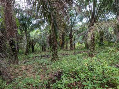 Agricultural-Land-for-sale-Sik-Kedah