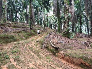 Agricultural-Land-for-sale-Slim-River-Perak