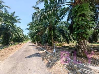 Agricultural-Land-for-sale-Kuala-Langat-Selangor