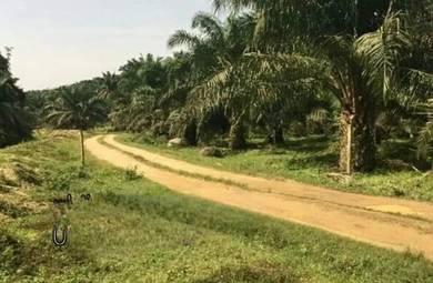Agricultural-Land-for-sale-Bagan-Datoh-Perak