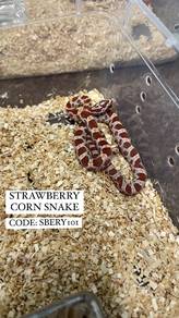 corn snake amel