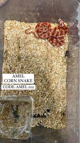 amel corn snake red