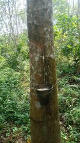 3 Acre Rubber Plantation Land Mukim Semantan Ulu Pahang for SALE!!!