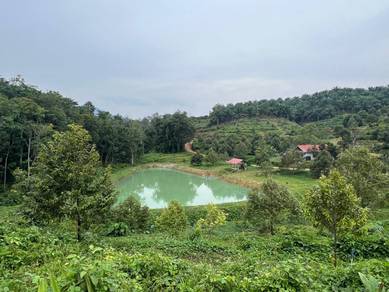 Agricultural-Land-for-sale-Gua-Musang-Kelantan