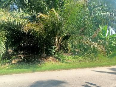 Agricultural-Land-for-sale-Kuala-Langat-Selangor